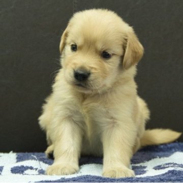 ゴールデンレトリバー【静岡県・女の子・2025年8月22日・ゴールデン】の写真「父親JKCチャンピオン 母親JKCチャンピオン直子」