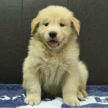 ゴールデンレトリバー【静岡県・女の子・2025年8月20日・ゴールデン】の写真「父親JKCチャンピオン母親の両親JKCチャンピオン」
