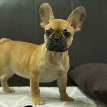 フレンチブルドッグ【静岡県・女の子・2025年4月5日・フォーン】の写真「母親JKCチャンピオン直子」