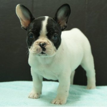 フレンチブルドッグ【静岡県・女の子・2025年9月5日・パイド】の写真「人気のパイドです」