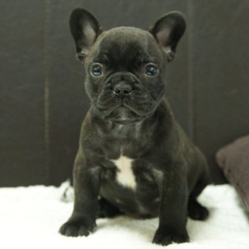 フレンチブルドッグ【静岡県・男の子・2025年10月15日・ブリンドル】の写真「父親JKCチャンピオン直子、母親JKCチャンピオン」