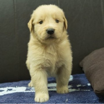 ゴールデンレトリバー【静岡県・男の子・2025年8月20日・ゴールデン】の写真「父親JKCチャンピオン母親の両親JKCチャンピオン」