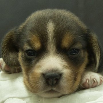 ビーグル【静岡県・女の子・2025年11月14日・ブラック・ホワイト&タン】の写真「父親AKCチャンピオン直子」