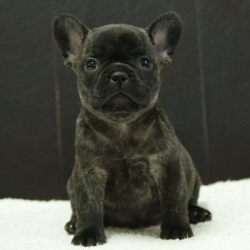 フレンチブルドッグ【静岡県・女の子・2025年10月15日・ブリンドル】の写真「父親JKCチャンピオン直子、母親JKCチャンピオン」