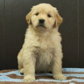 ゴールデンレトリバー