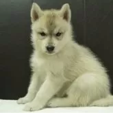 シベリアンハスキー
