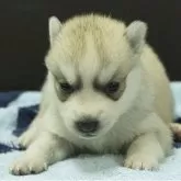 シベリアンハスキー