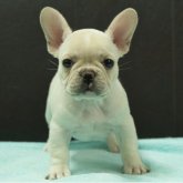 フレンチブルドッグ