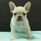 フレンチブルドッグ【静岡県・女の子・2025年9月5日・パイド】の写真1