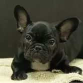 フレンチブルドッグ