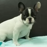 フレンチブルドッグ【静岡県・男の子・2025年7月9日・パイド】の写真1