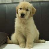 ゴールデンレトリバー