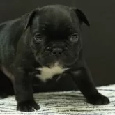 フレンチブルドッグ