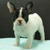 フレンチブルドッグ