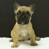 フレンチブルドッグ