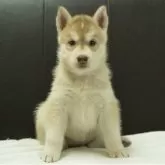 シベリアンハスキー