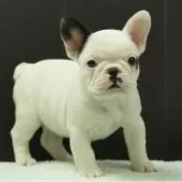 フレンチブルドッグ