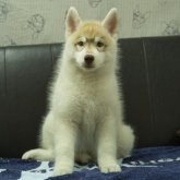 シベリアンハスキー