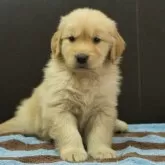 ゴールデンレトリバー【静岡県・女の子・2025年10月10日・ゴールデン】の写真1