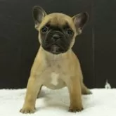 フレンチブルドッグ