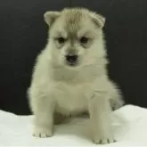 シベリアンハスキー