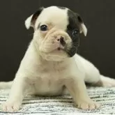 フレンチブルドッグ