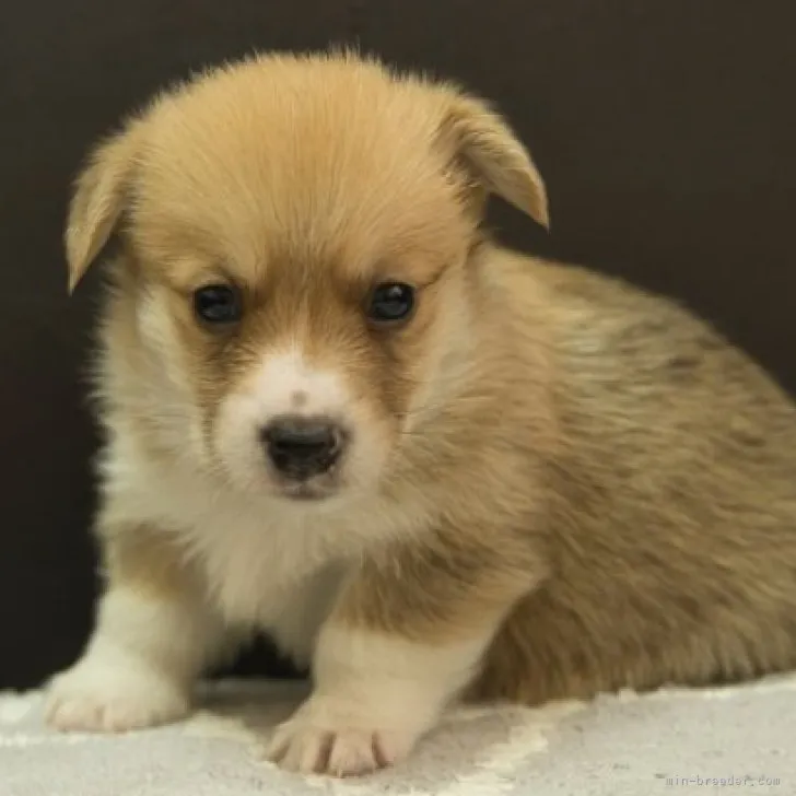 ID:2311-04026の子犬