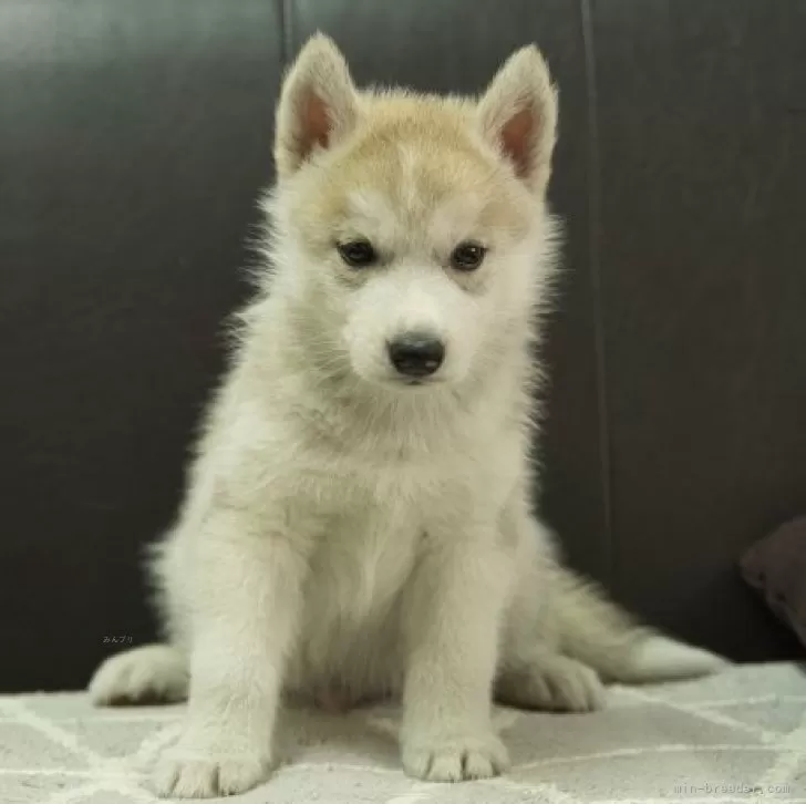 S.Y 様のお迎えした子犬