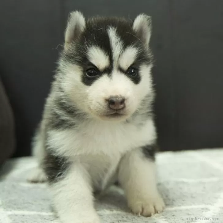 M.N 様のお迎えした子犬