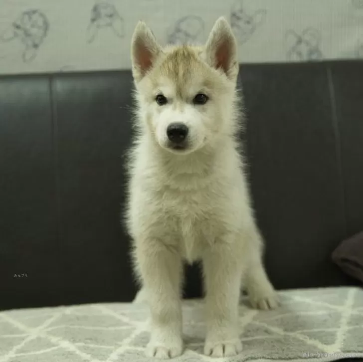 ID:2405-06982の子犬