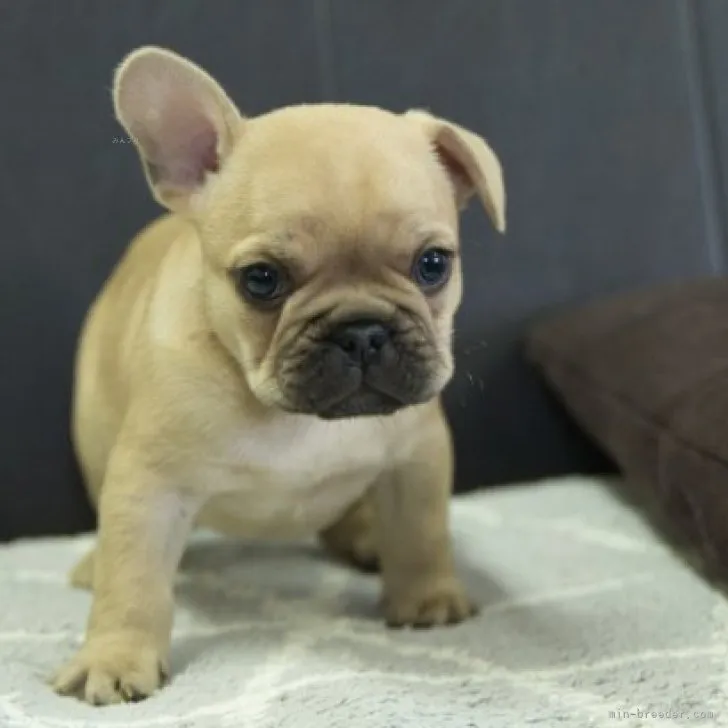 ID:2311-03109の子犬