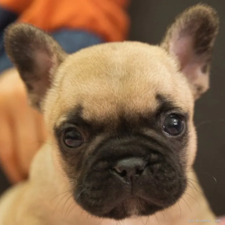 ID：2301-04501の子犬