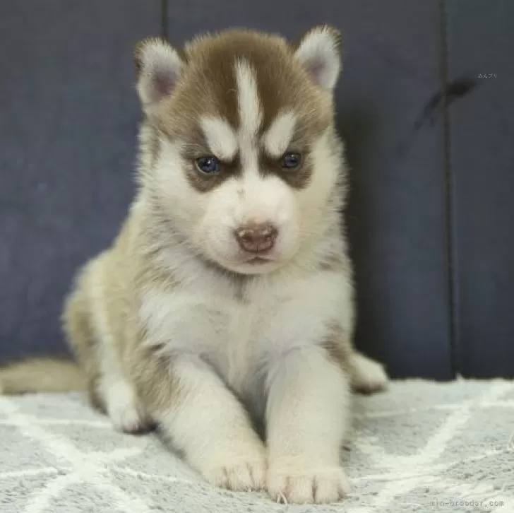 ID:2405-06994の子犬