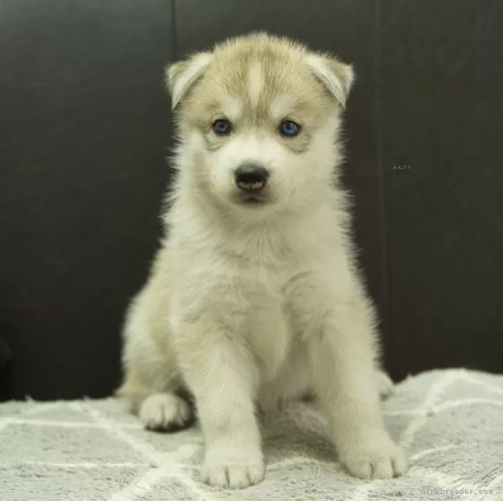 ID:2405-06842の子犬
