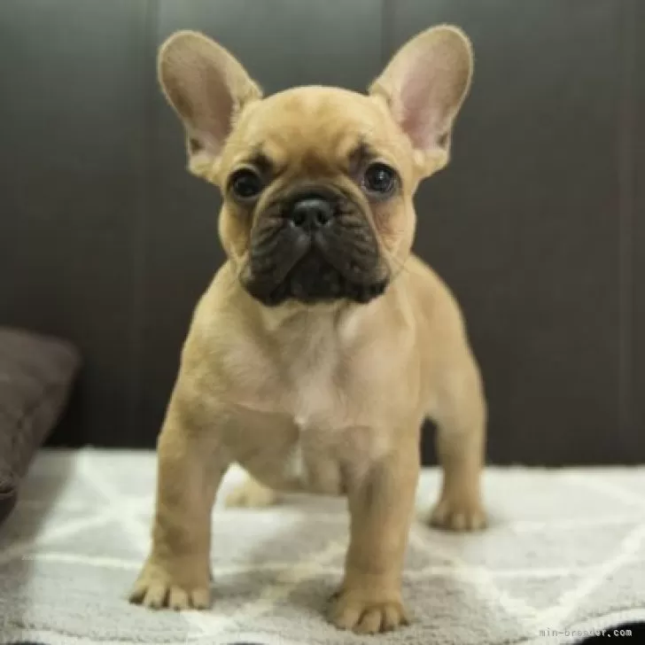 ID：2311-03105の子犬