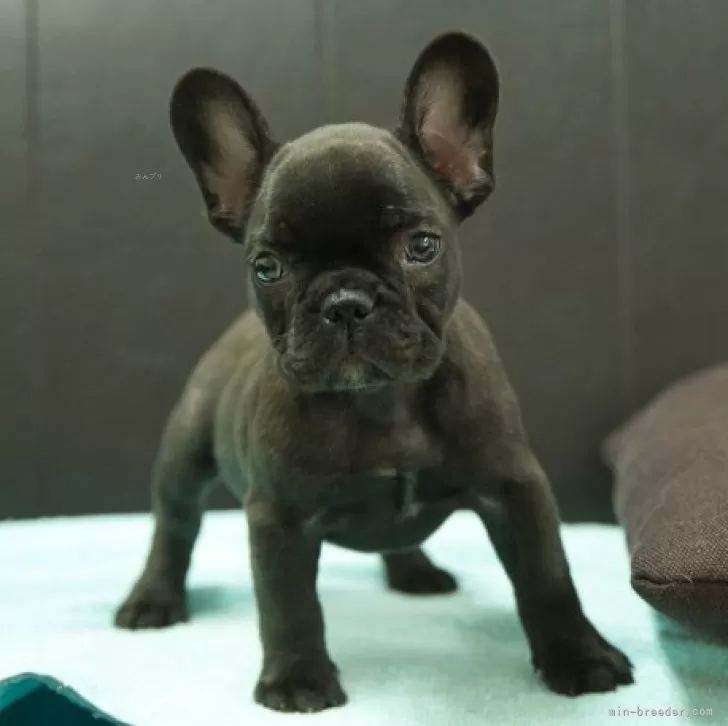ID:2409-05922の子犬