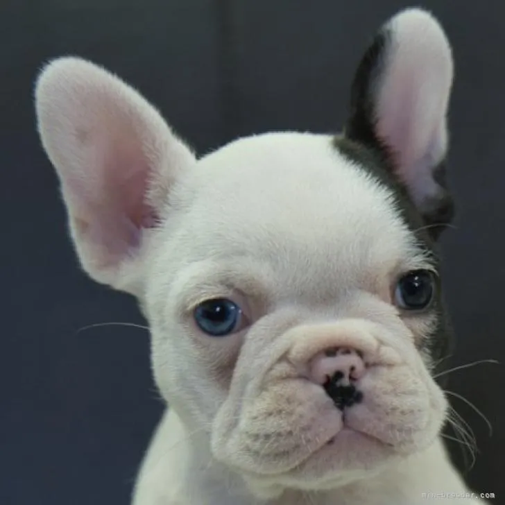 ID:2212-00231の子犬