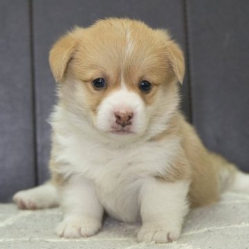 ウェルシュ・コーギー・ペンブローク【静岡県・女の子・2024年4月27日・レッド&ホワイト】の写真「父親JKCチャンピオン直子」