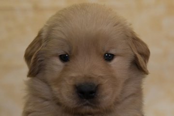 ゴールデンレトリバー【静岡県・男の子・2022年1月30日・ゴールド】の写真「父犬チャンピオン犬 母犬の両親はJKCチャンピオン」