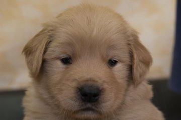 ゴールデンレトリバー【静岡県・男の子・2022年1月30日・ゴールド】の写真「父犬チャンピオン犬 母犬の両親はJKCチャンピオン」
