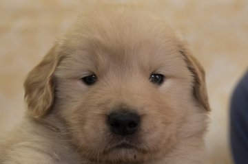 ゴールデンレトリバー【静岡県・男の子・2022年1月30日・ゴールド】の写真「父犬チャンピオン犬 母犬の両親はJKCチャンピオン」