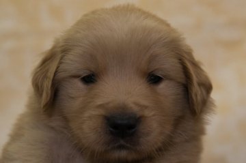 ゴールデンレトリバー【静岡県・男の子・2022年1月30日・ゴールデン】の写真「父犬チャンピオン犬 母犬の両親はJKCチャンピオン」