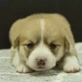 ウェルシュ・コーギー・ペンブローク【静岡県・女の子・2024年4月27日・レッド&ホワイト】の写真1