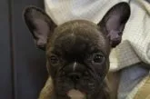 フレンチブルドッグ【静岡県・女の子・2021年9月28日・ブリンドル】の写真1