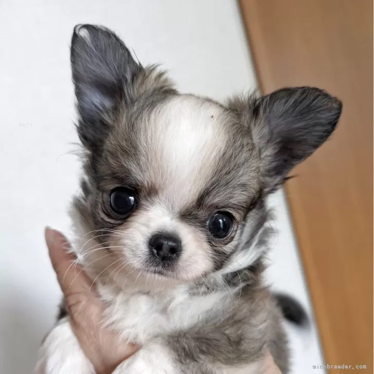 ID：2505-00887の子犬