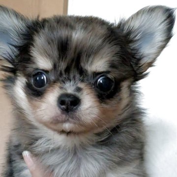 チワワ(ロング)【埼玉県・女の子・2025年9月17日・ブルーマール】の写真「カラーが綺麗な女の子」