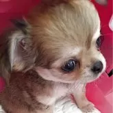 チワワ(ロング)