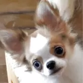 チワワ(ロング)