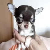 チワワ(スムース)
