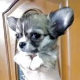 チワワ(ロング)